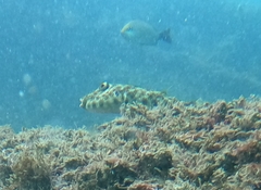 Sphoeroides lobatus