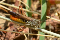 Chorthippus maritimus