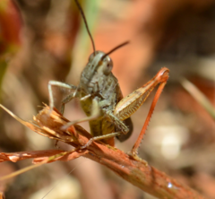 Chorthippus maritimus