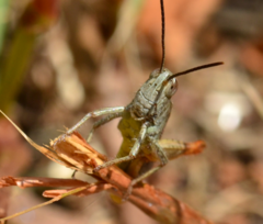 Chorthippus maritimus