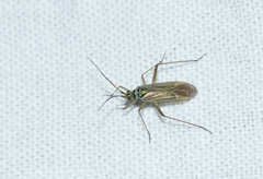 Oncotylus viridiflavus