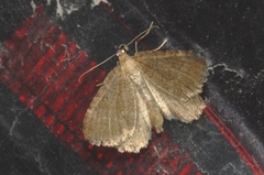 Philereme vetulata