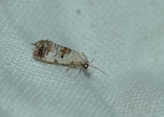 Neocochylis hybridella