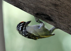 Pogoniulus pusillus
