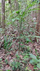 Chamaedorea seifrizii