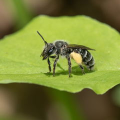 Andrena geranii