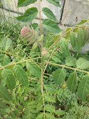 Ailanthus altissima
