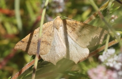 Prochoerodes truxaliata