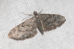 Eupithecia lariciata