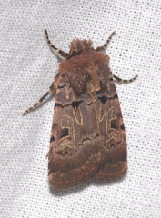 Chersotis rectangula