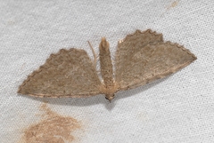 Philereme vetulata