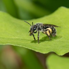 Andrena geranii