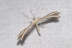 Merrifieldia tridactyla