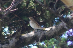 Catharus ustulatus ustulatus