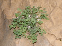 Sarcocapnos enneaphylla