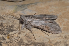 Cucullia santonici