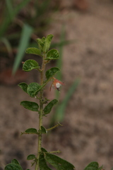 Hermannia eenii
