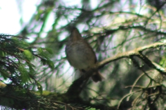 Catharus ustulatus ustulatus