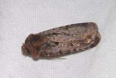 Chersotis rectangula