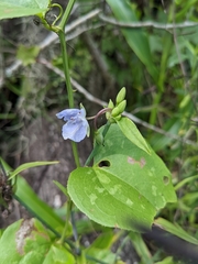 Lobelia appendiculata