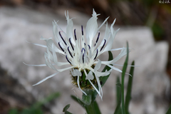 Centaurea pindicola