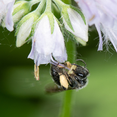 Andrena geranii