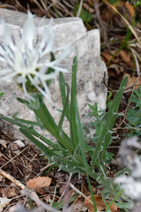 Centaurea pindicola