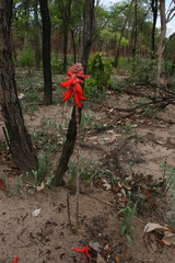 Erythrina baumii
