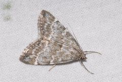 Evergestis sophialis