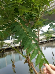 Ailanthus altissima