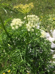 Molopospermum peloponnesiacum