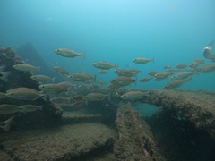 Longfin Salema photo 2