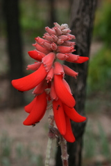 Erythrina baumii
