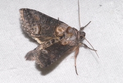 Abrostola asclepiadis