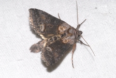 Abrostola asclepiadis