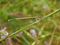 Platycnemis dealbata