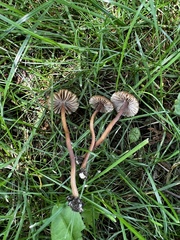 Inocybe calospora