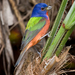 Eastern Painted Bunting - Photo (c) Matthew Paulson, some rights reserved (CC BY-NC-ND)