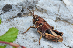 Nocaracris bulgaricus