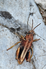 Nocaracris bulgaricus