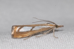 Catoptria myella