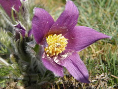 Pulsatilla rubra