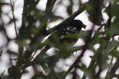 Pipilo maculatus curtatus