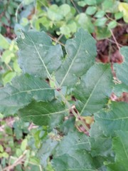 Zanthoxylum hirsutum