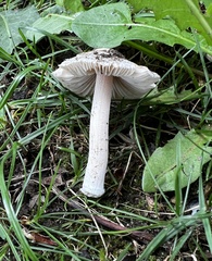 Inocybe velicopia
