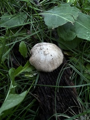 Inocybe velicopia