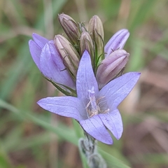 Campanula rapunculus
