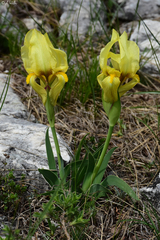 Iris reichenbachii