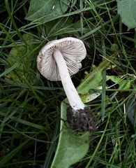 Inocybe velicopia