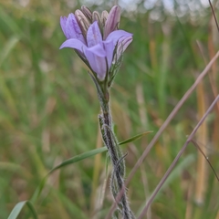 Campanula rapunculus